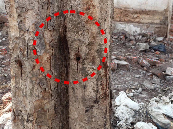 trees-being-poisoned-to-clear-space-for-construction-in-bhopal:trunks-drilled-and-chemicals-injected;-forest-dept-launches-probe