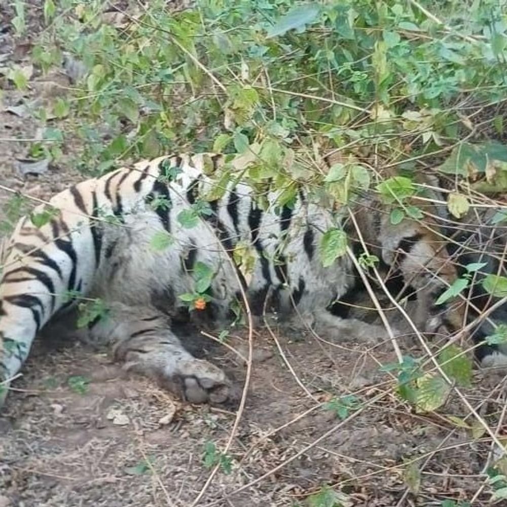 tiger-fights-can-be-heard-up-to-2-km-away:pccf-questions-tiger’s-death;-asks-why-there-was-negligence-despite-radio-collar-monitoring