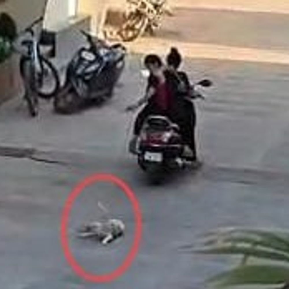 dog-tied-with-rope-dragged-behind-scooter-in-ratlam:women-ignore-people-shouting-to-stop;-police-register-fir