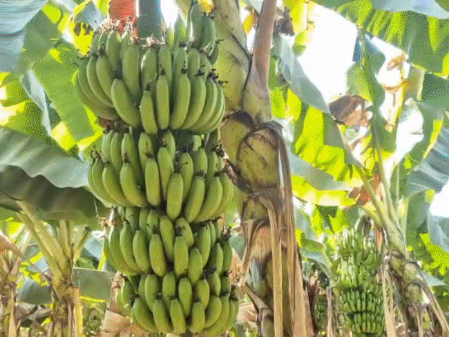 israel-iran-war-impact-on-mp-farmers:hormuz-strait-closure-halts-exports;-banana-prices-crash-from-₹2200-to-₹1200