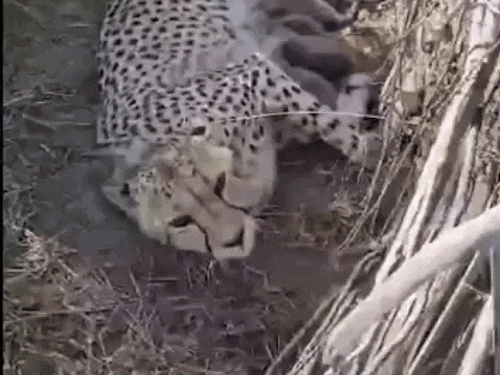 namibian-female-cheetah-jwala-gives-birth-to-5-cubs:family-expands-at-kuno-national-park,-total-number-of-cheetah-increases-to-53-in-india