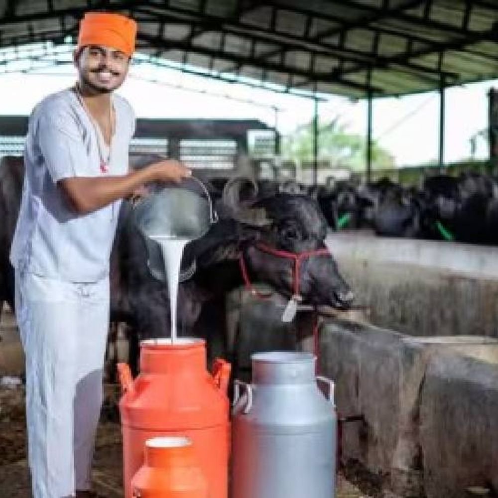 license-now-mandatory-for-milk-sellers-in-mp:major-step-to-curb-adulteration,-transport-equipment-to-be-monitored