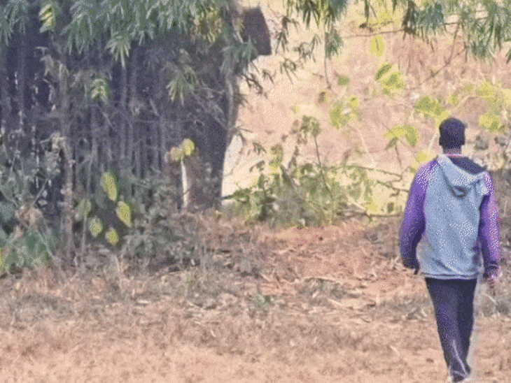 elephants-create-panic-across-vindhya-villages:houses-broken,-crops-destroyed;-residents-forced-to-leave-homes-and-stay-with-relatives