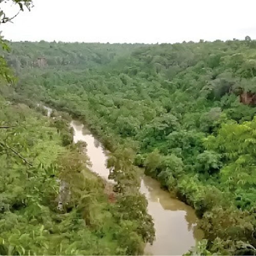 madhya-pradesh-tops-forest-land-diversion-list-with-22%-share:38,553-hectares-cleared-for-projects-in-10-yrs;-major-setback-to-state-image