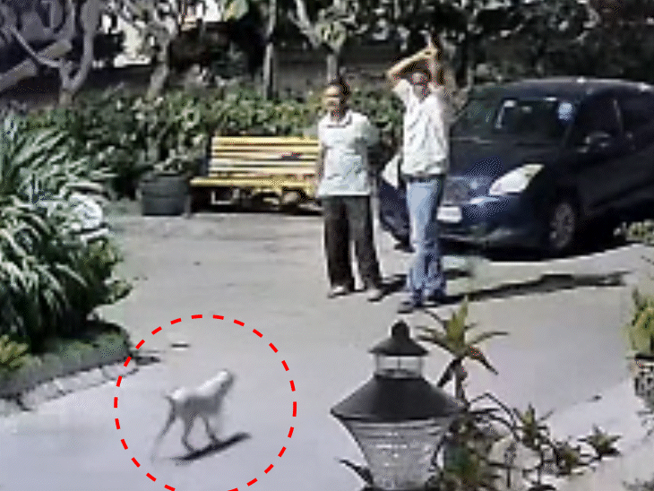 puppy-beaten-to-death-in-indore:creature-writhes-in-pain,-dragged-with-stick;-accused-flees-after-video-surfaces
