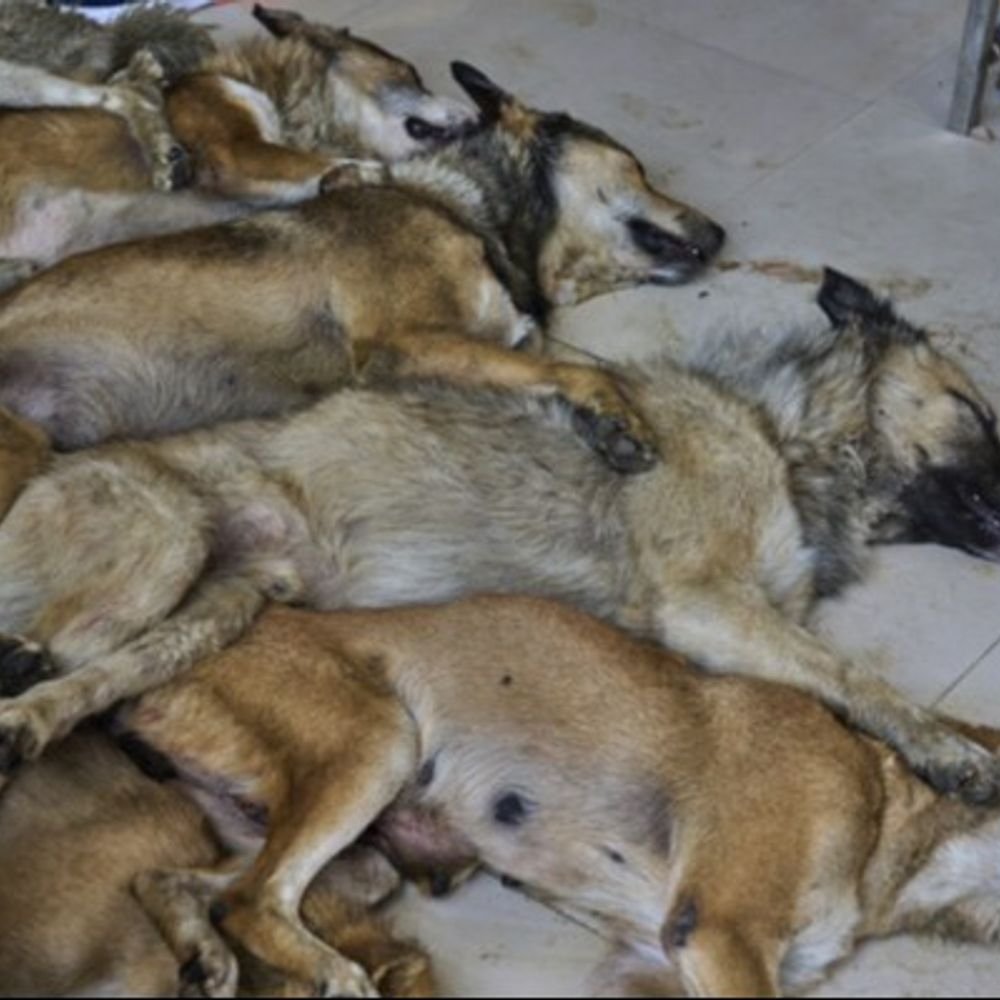 gaps-in-dog-control-plan-exposed:20,000-bite-cases-annually,-₹4cr-spent,-yet-half-of-stray-remain-unvaccinated