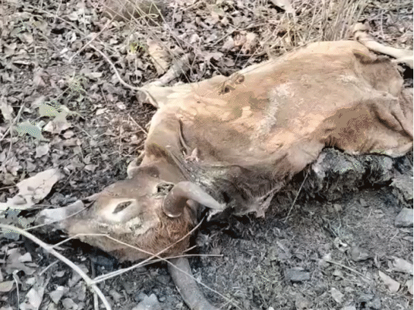 tiger-poaching-site-reveals-1-acre-opium-crop:more-than-700-plants-worth-nearly-₹1-crore,-police-yet-to-act