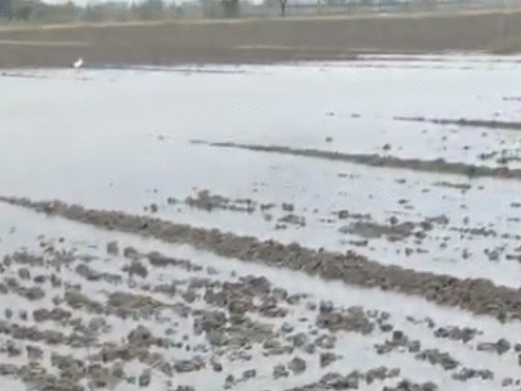 2-weather-systems-active-in-mp-till-april-3:16-districts-including-gwalior-on-alert-today;-strong-winds-and-rain-likely