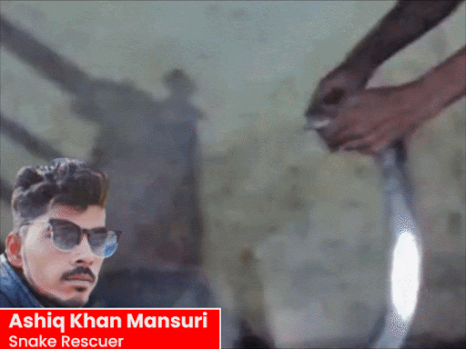 snake-bites-rescuer-after-drain-rescue,-man-dies:was-cleaning-off-dirt-when-attacked;-rushes-himself-to-hospital-before-collapsing