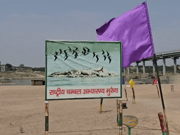 ₹100-cr-mp–rajasthan-bridge-in-danger:8-pillars-weakened-as-sand-mafia-digs-50-foot-pits-toward-morena