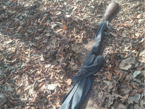 tiger-kills-man,-eats-limbs-in-satpura-tiger-reserve:separates-head-from-torso;-body-parts-recovered-in-pieces-by-family