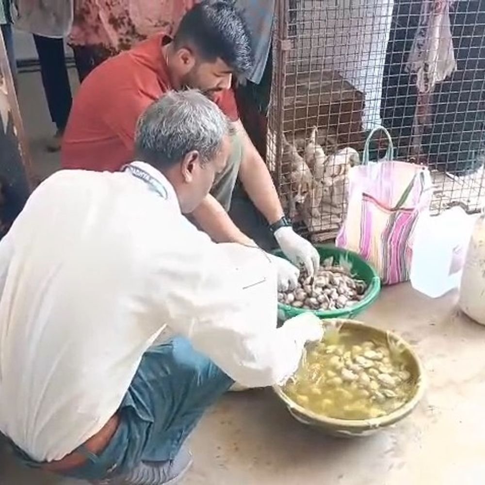 700-dog-organs-recovered-in-jabalpur:stored-in-chemical-solution-to-prevent-decay;-alleged-sterilisation-scam-under-probe