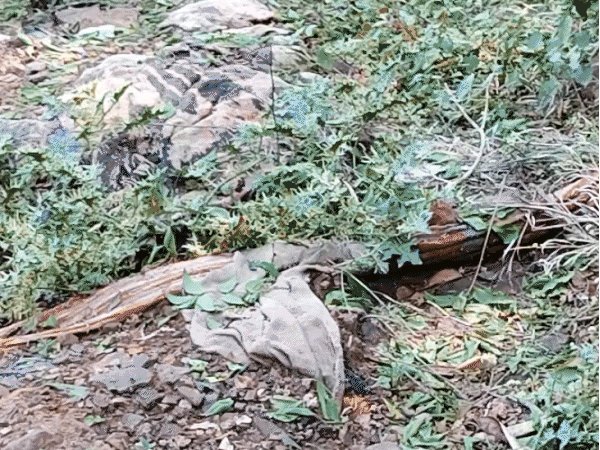 dogs-scavenge-unclaimed-bodies-in-gwalior:corpses-dragged-from-graves-with-bones-and-skulls-left-scattered-openly