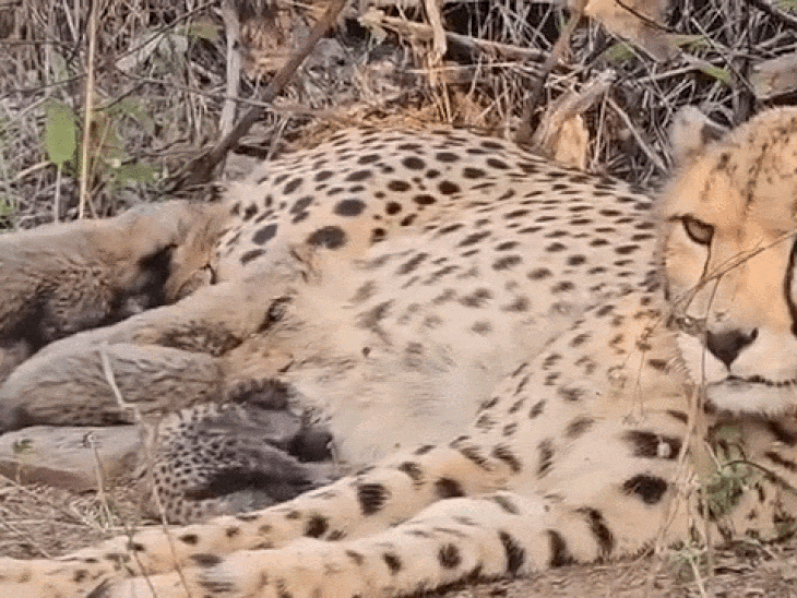 female-cheetah-gamini-gives-birth-to-4-cubs:kuno-national-park-population-grows,-india’s-cheetah-count-rises-to-57