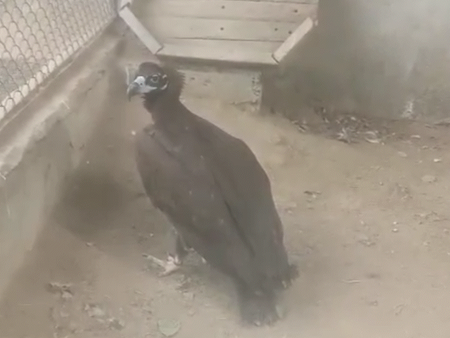 bhopal-vulture-tracked-in-pakistan’s-khanewal-via-rajasthan-route:movement-discovered-after-gps-signal-stopped-working