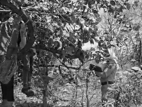 couple-dies-by-suicide-in-sheopur-forest:bodies-found-hanging-from-tree;-families-opposed-marriage