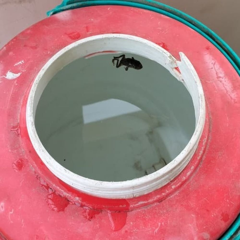 dead-frog-found-in-water-camper-at-census-training-camp:staff-flag-health-risk-in-heat;-allege-poor-food-and-drinking-water-arrangements