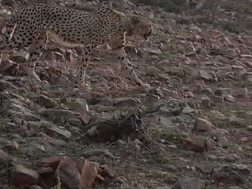 kuno-cheetah-returns-to-ranthambore-forest-after-11-hours:reached-zone-8-early-morning-from-shyam-vatika;-dfo-warns-of-tiger-threat