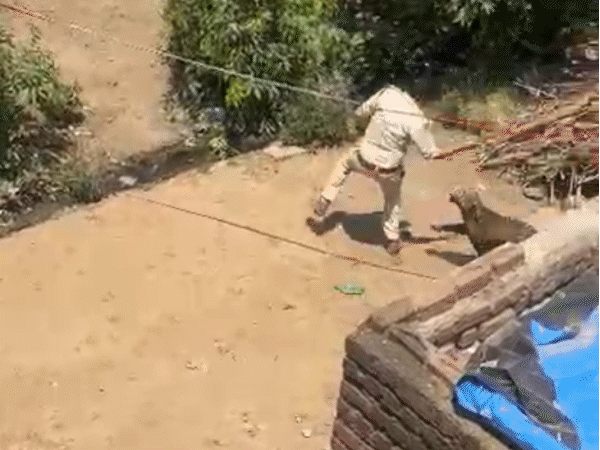 leopard-pounces-on-forest-dept-staff-during-rescue-in-dhar:attacks-4-villagers-injured-in-dhamnod-area,-operation-underway