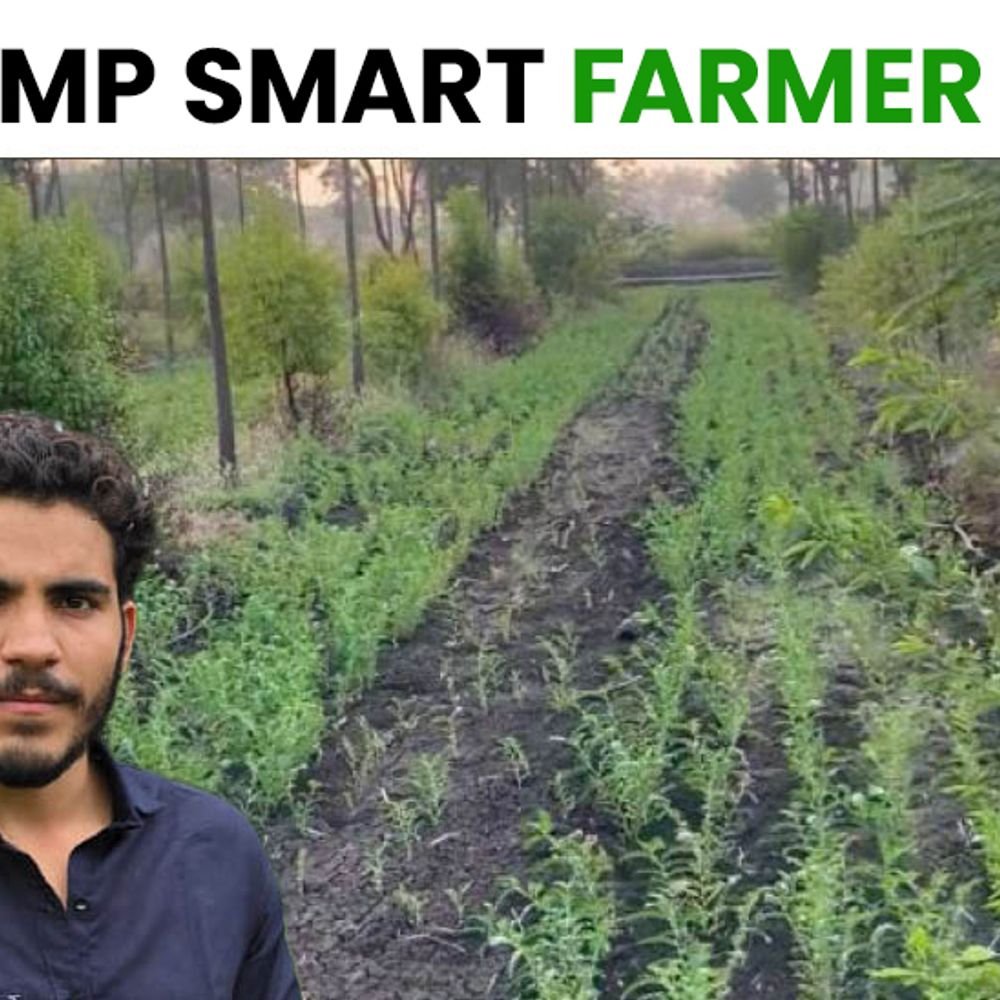 sehore-farmer-adopts-multilayer-farming-model:reaps-bonus-crops-for-3-years-among-5,500-trees