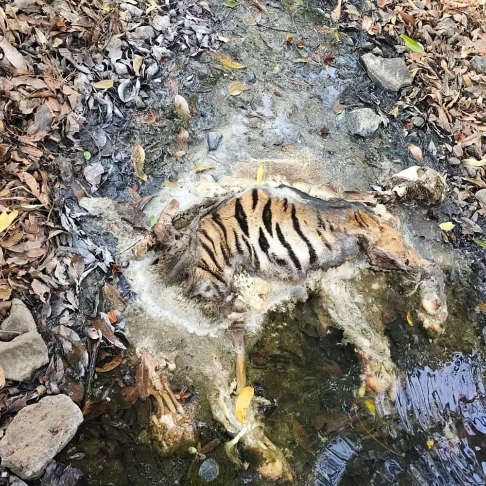3-tiger-cubs-die-in-4-days:bodies-sent-to-jabalpur-for-forensic-test;-only-1-cub-of-amahi-tigress-survives