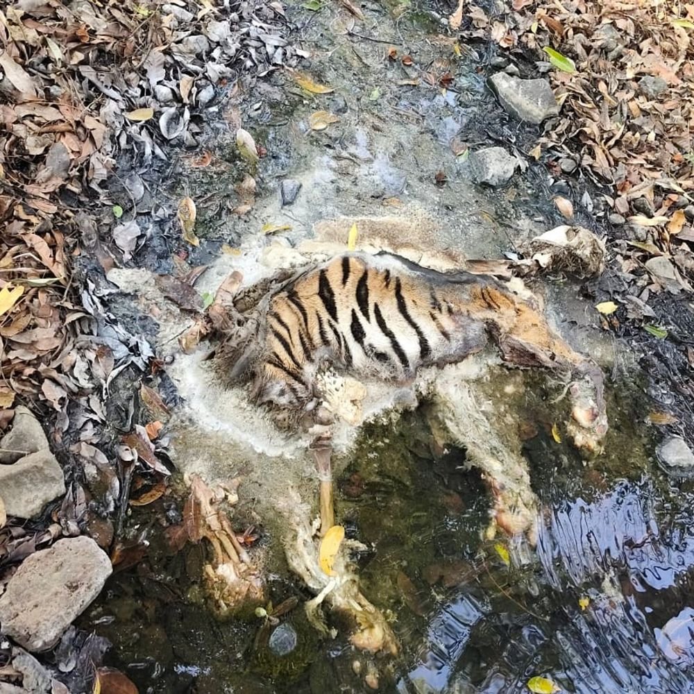 2-tiger-cubs-die-in-3-days:post-mortem-finds-empty-stomachs;-starvation-suspected-in-kanha