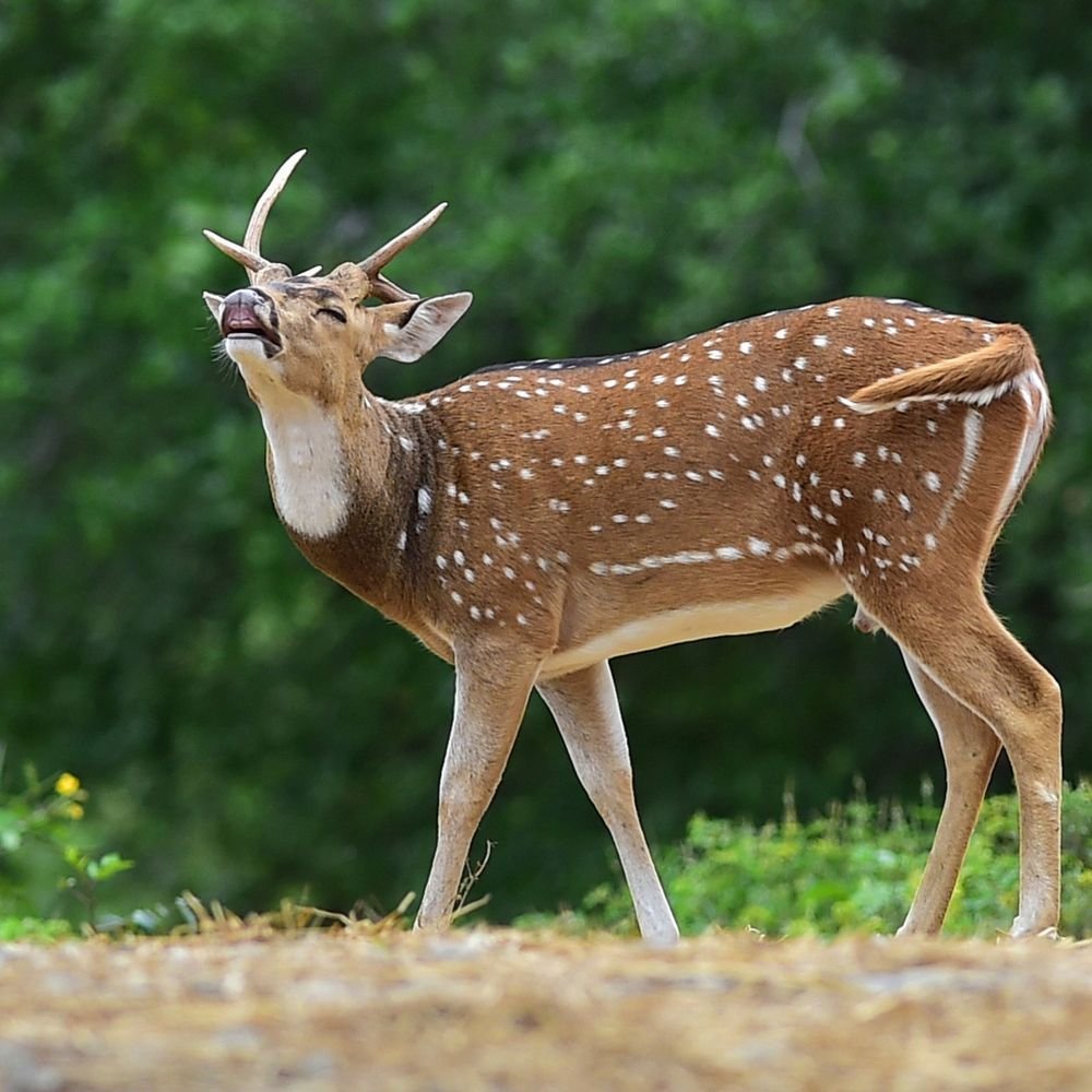 mp-poachers-target-deer,-chinkara:meat-sold-for-₹5,000–₹7,000,-accused-claims-on-bhaskar-camera-to-supply-and-deliver-orders-anywhere
