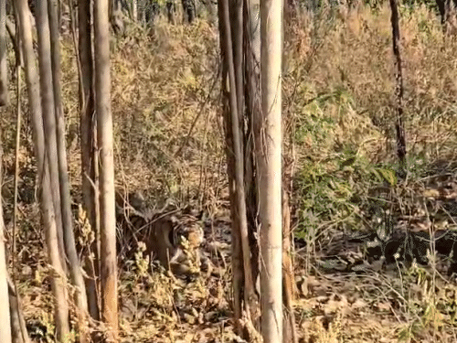 tigress-dies-in-kanha-park-after-death-of-3-cubs:earlier-hunger-claims,-now-lung-infection-cited-as-reason;-questions-raised-over-₹40-cr-system