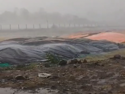 storm-chaos-in-madhya-pradesh:13-dead,-wheat-soaked;-winds-reach-85-kmph,-trees-fall-in-bhopal;-crops-damaged-in-several-districts