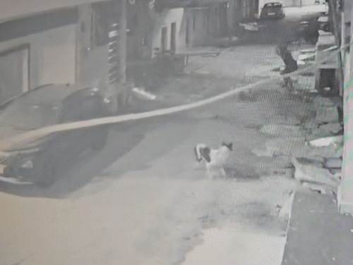 man-lures-dog-with-food,-beaten-to-death-in-guna:killer-washes-blood-off-road-to-wipe-out-evidence,-video-surfaces