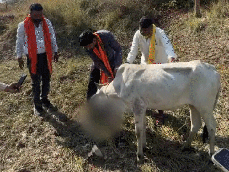 explosives-planted-in-dough-balls-go-off,-3-cows-killed:11-cattle-in-betul-suffer-jaw-injuries;-bomb-squad-team-reaches-from-narmadapuram