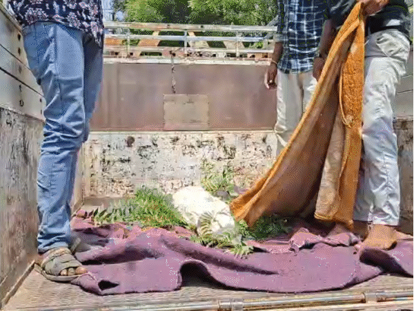 seven-year-old-girl-gang-raped-and-murdered:mouth-held-shut-till-death,-body-hidden-in-haystack;-2-accused-arrested