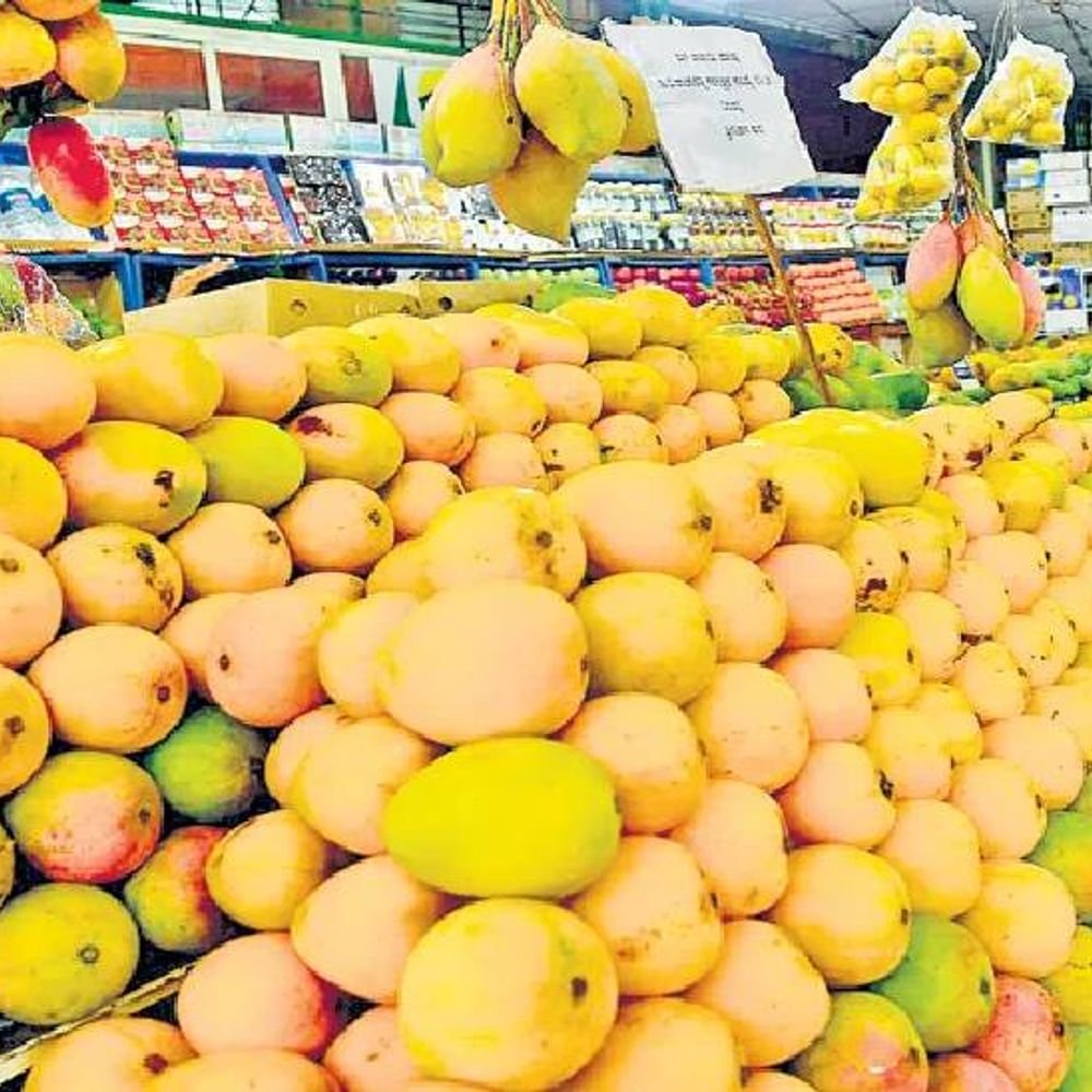 americans-go-crazy-for-indian-mangoes:pay-as-high-as-₹466-a-piece;-demand-soars-for-alphonso,-kesar,-chausa-langra