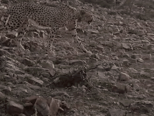 cheetah-from-madhya-pradesh-stayed-in-rajasthan-for-25-days:kuno-team-tranquilised-the-animal;-movement-increased-near-ranthambhore-villages