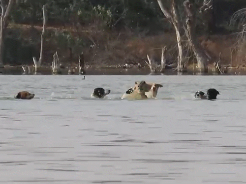 churu-becomes-death-zone:stray-dogs-kill-nilgai,-deer;-spread-panic-among-morning-walkers-in-area