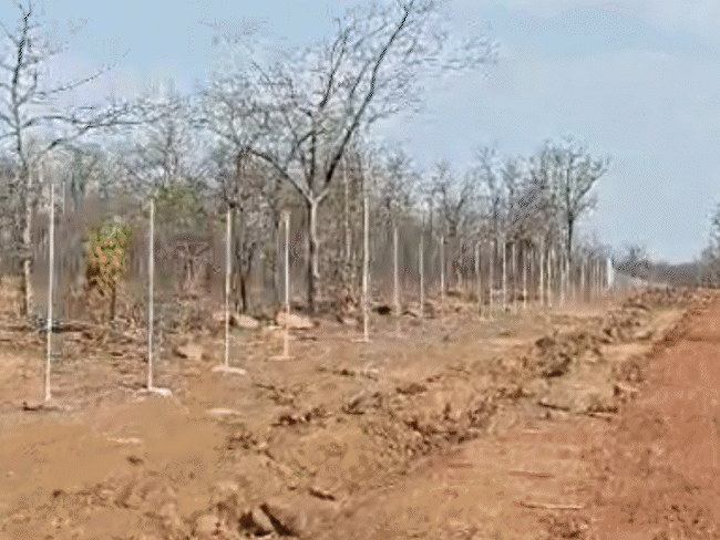 tigers,-leopards-and-cheetahs-to-coexist-in-mp:enclosure-under-construction-in-nauradehi,-cheetah-shifting-scheduled-from-aug-to-sept