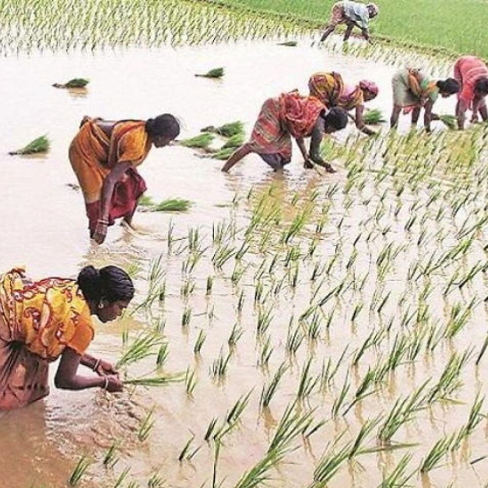 centre-raises-msp-for-14-kharif-crops:paddy-rate-up-by-₹72,-tur-by-₹450;-higher-support-for-pulses-and-oilseeds