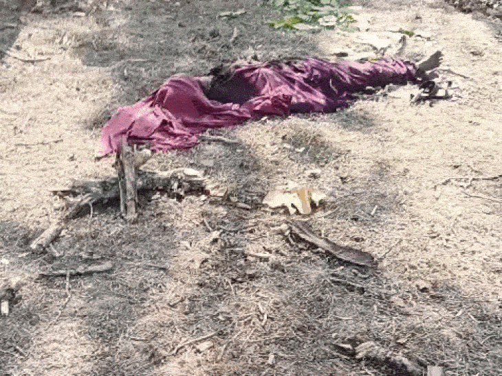 woman-dies-after-tiger-attack-in-bandhavgarh-forest:attack-happened-while-she-was-collecting-tendu-leaves;-second-such-incident-in-15-days