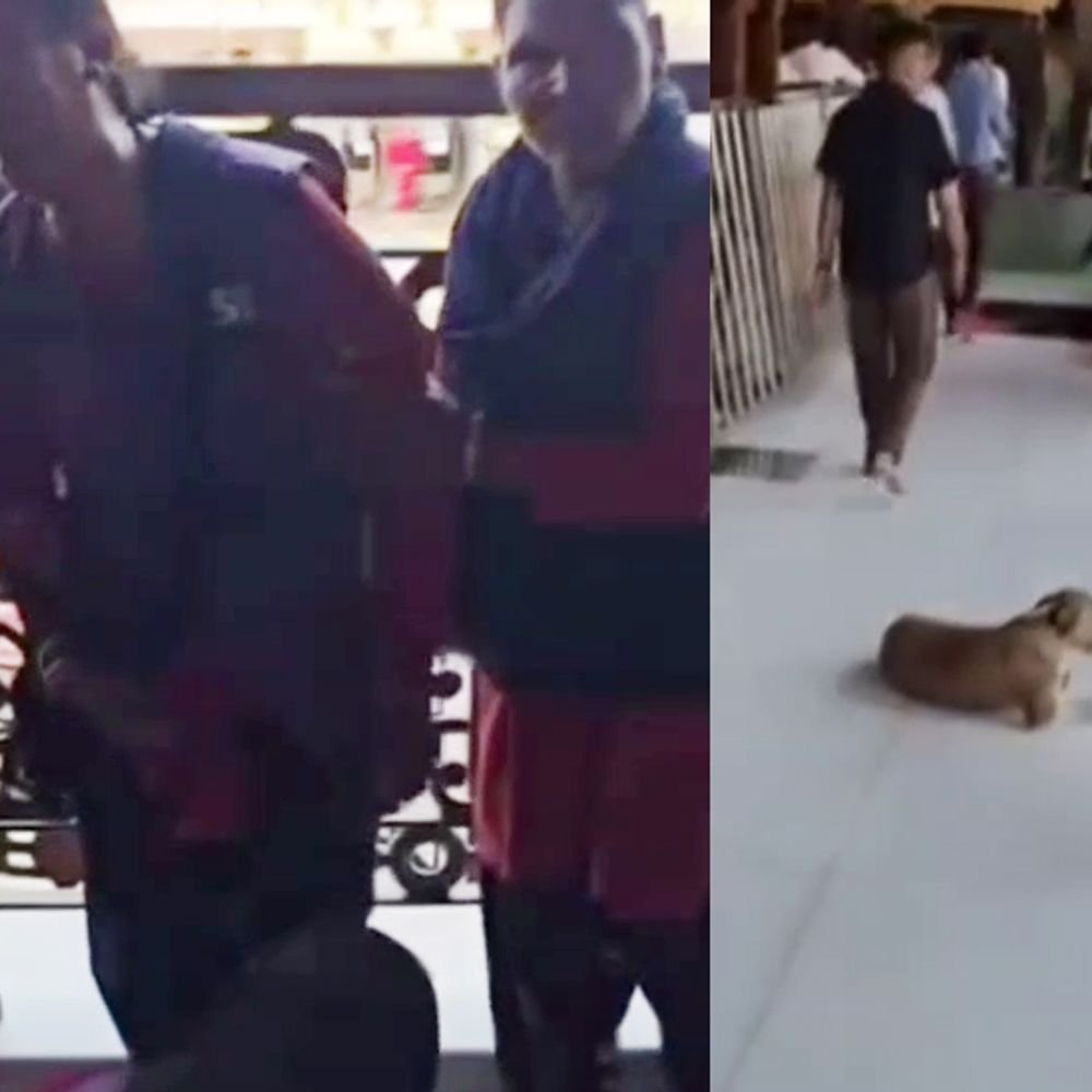 dog-attacks-female-employee-at-mahakal-temple:attacked-while-working-near-sabha-mandap;-2,439-bitten-in-4-months