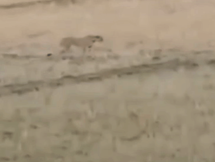 kuno-cheetah-kgp-1-reaches-bhitarwar-fields-again:monitoring-teams-remain-alert-after-viral-videos-surfaced-from-kerua-village-area