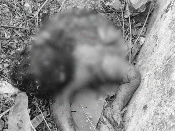 newborn’s-mutilated-body-found-near-cmho-office:stray-dogs-seen-dragging-and-mauling-infant-near-bushes-in-ashok-nagar