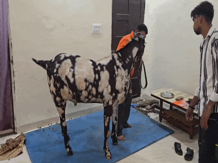 indore’s-220-kg-goat-sultan,-5-ft-tall-giant:consumes-2-litres-milk;-250-gm-dry-fruits;-valued-at-₹8-lakh