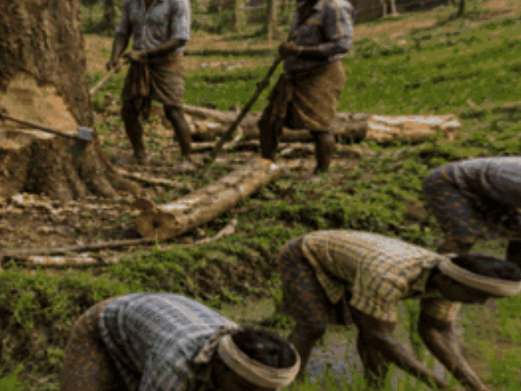 one-lakh-hectares-of-forest-wiped-out-in-10:guna-tribal-families-lose-land-through-₹1,000-stamp-deals;-violence-follows-protests