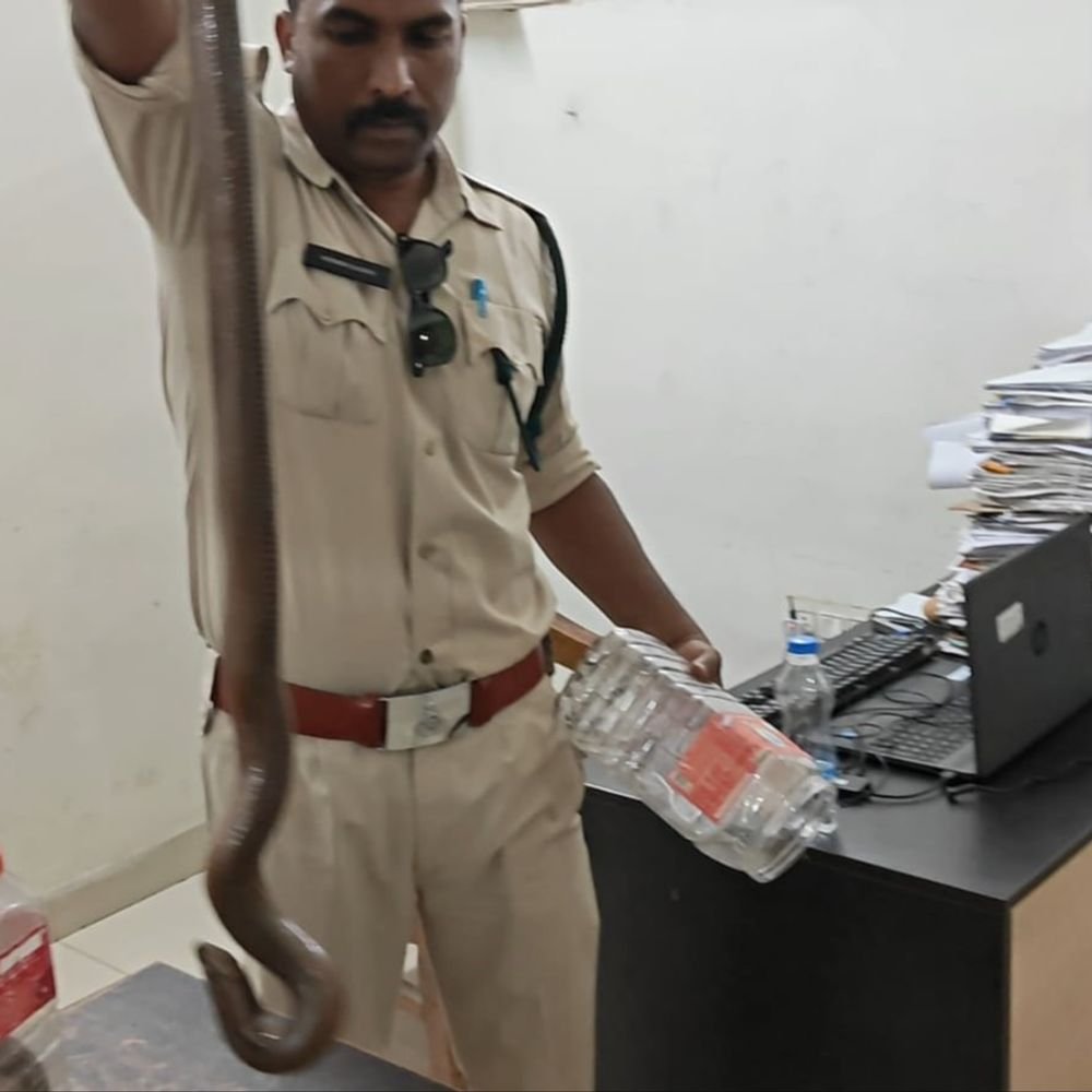 man-held-for-smuggling-rare-two-headed-snake-in-mp:accused-was-roaming-around-with-red-sand-boa-in-a-box,-intending-to-sell-it