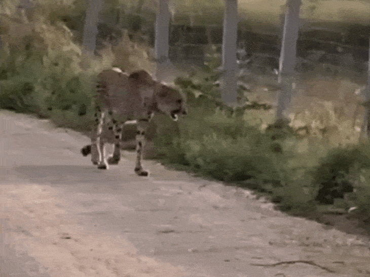 female-cheetah-kgp11-dies-in-mp’s-kuno:4-cubs-found-dead-in-sheopur-25-days-ago;-52-cheetahs-remain-in-india