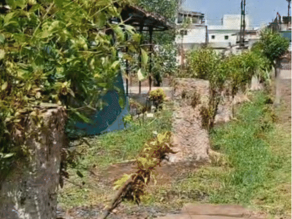 450-trees-felled-at-jabalpur-research-centre:valuable-timber-missing-from-agricultural-university’s-fruit-research-center-in-jabalpur