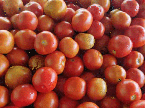 tomato-prices-cross-₹80/kg-in-indore,-may-touch-₹100-soon:local-supply-exhausted,-rajasthan-arrivals-set-to-stop;-maharashtra-remains-only-source