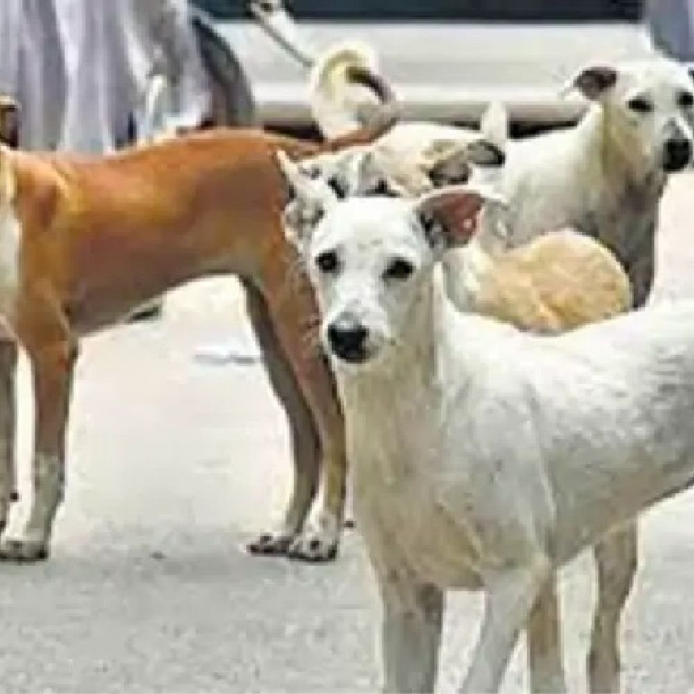 ‘dog-sterilization’-scam-in-gwalior:fake-affidavit-used-in-sterilization-of-656-dogs;-dr-raviraman-played-fraud-in-dr.-raghav’s-name