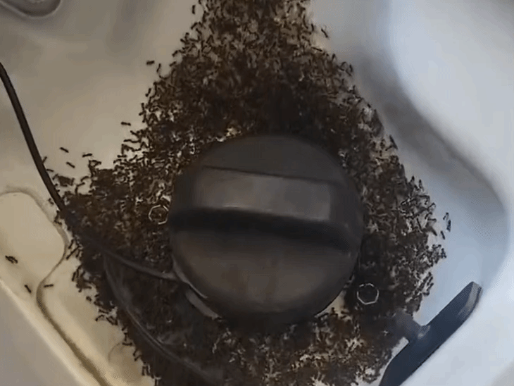 ‘no-attraction-between-ants-and-e20-petrol’:govt-clarifies-viral-video-of-ants-on-fuel-tank-is-old,-new-claims-are-misleading