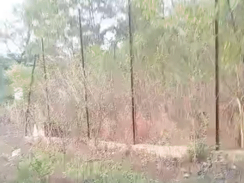couple-mistakes-tiger-for-dog-during-morning-walk-in-bhopal:woman-says-it-ran-into-bushes-after-she-shouted